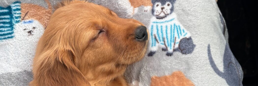 Bringing Home a Brand New Puppy