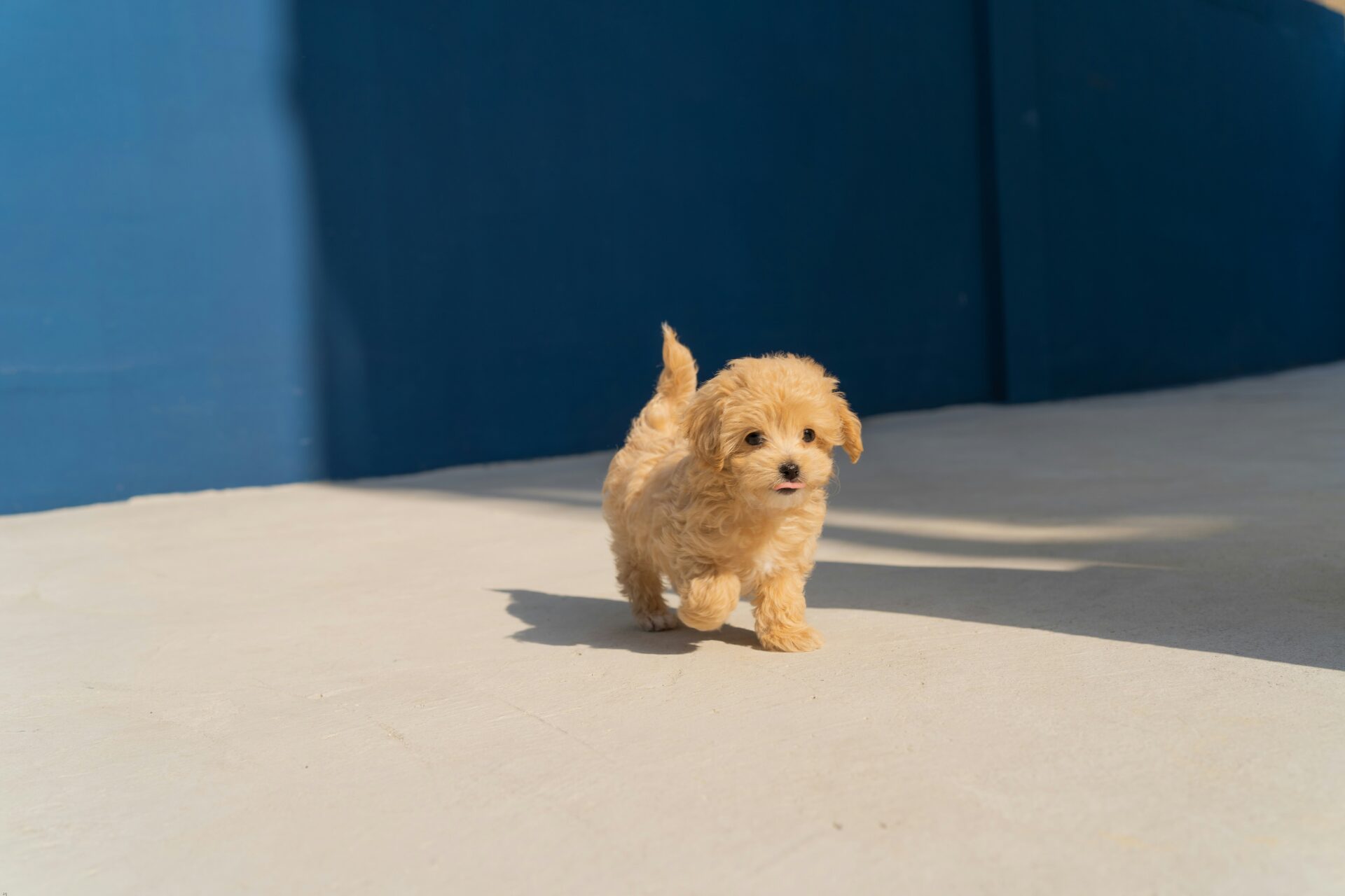Puppy Adoption 101: Your Complete Guide