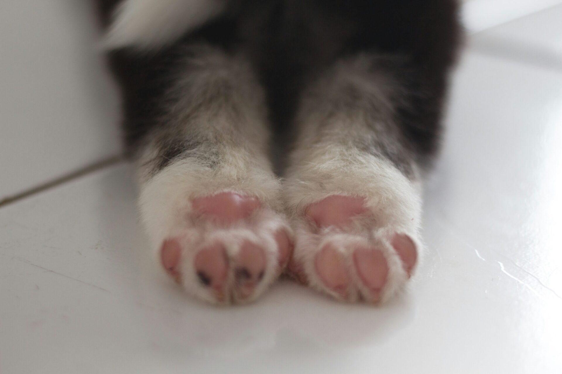 Toe Trimming 101: How to Trim Your Puppy's Toenails