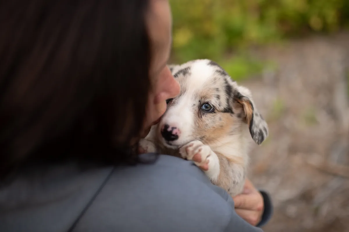 Puppies for sale from breeders nationwide on Puppies.com