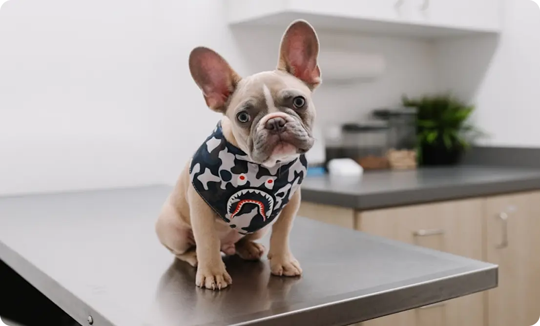 Puppy at vet